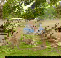 Small-Group Wildlife and Rainforest Tour from Port Douglas - Attractions