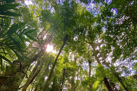 Springbrook Full Day Tour - Attractions 11