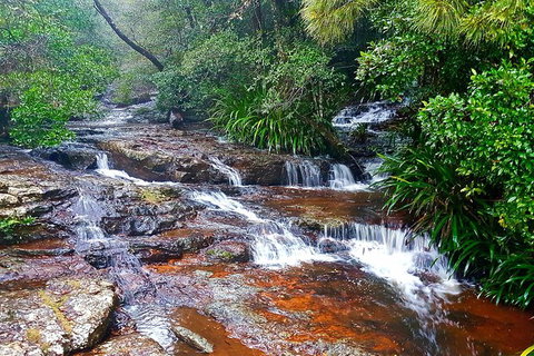 Springbrook Full Day Tour - Attractions 13