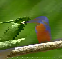 Daintree River Dawn Cruise - Attractions