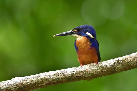 Daintree River Dawn Cruise - Attractions 0