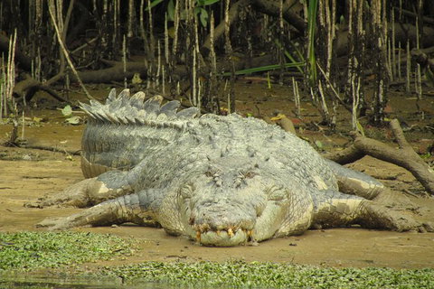Daintree River Dawn Cruise - Attractions 1