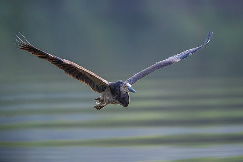 Daintree River Dawn Cruise - Attractions 10
