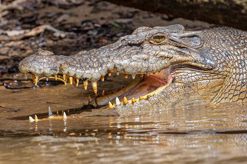 Daintree River Dawn Cruise - Attractions 15