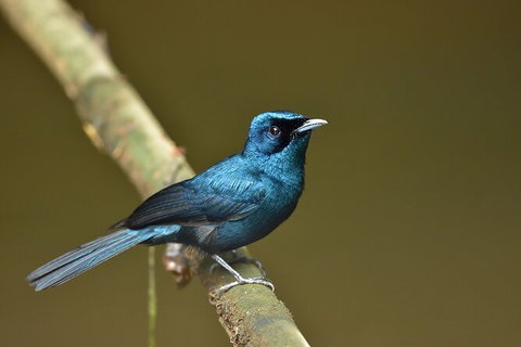 Daintree River Dawn Cruise - Attractions 11