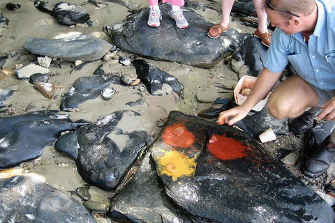 Private Daintree Wanderer Tour - Attractions Las Vegas 6