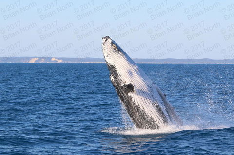 Hervey Bay Whale Watching Cruise - Attractions 2