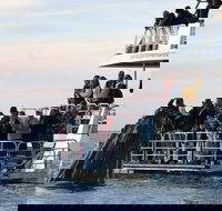Hervey Bay Whale Watching Cruise - Attractions