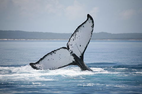 Hervey Bay Whale Watching Cruise - Attractions 1