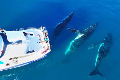 Hervey Bay Whale Watching Cruise - Attractions 9