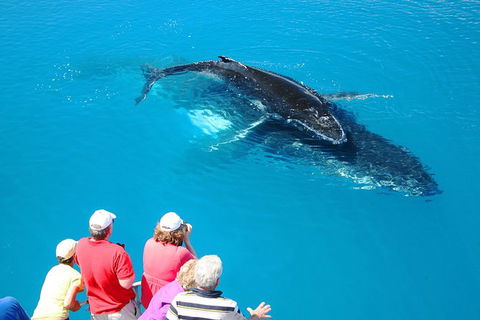 Hervey Bay Whale Watching Cruise - Attractions 5
