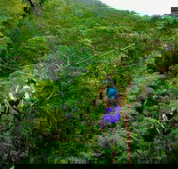 Tamborine Mountain Daily Service Treetop Challenge and Thunderbird Park - Attractions