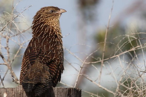 Small-Group 4WD Springbrook National Park Day Trip From Brisbane - Attractions 5