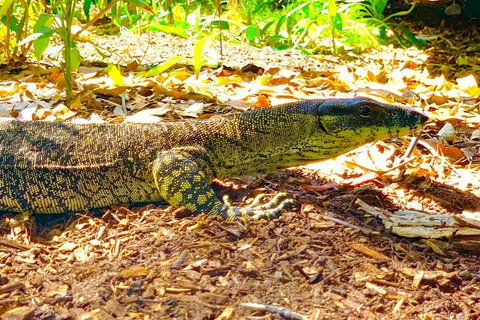 Small-Group 4WD Springbrook National Park Day Trip From Brisbane - Attractions 4