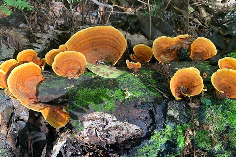 Small-Group 4WD Springbrook National Park Day Trip From Brisbane - Attractions 3