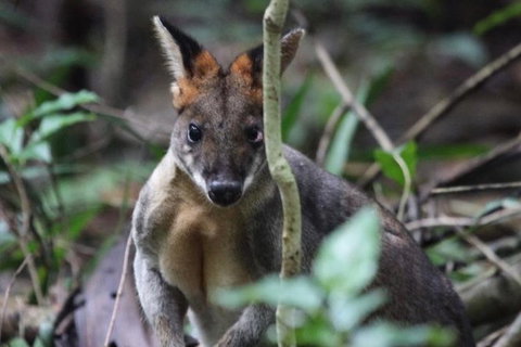 Small-Group 4WD Springbrook National Park Day Trip From Brisbane - Attractions 8