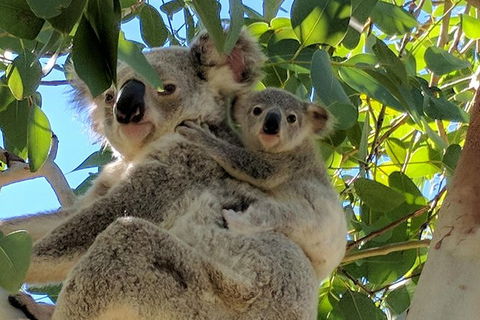Magnetic Island Tour: Maggie Comprehensive - Attractions 4