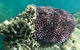 Whitehaven Beach Day Tour With Snorkel In Whitsundays Island - thumb 18