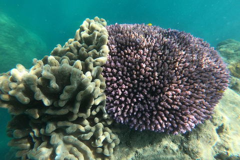 Whitehaven Beach Day Tour With Snorkel In Whitsundays Island - Attractions 18