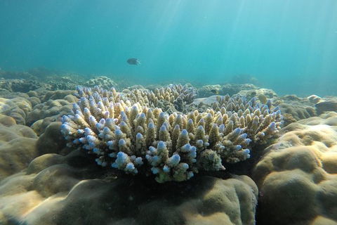 Whitehaven Beach Day Tour With Snorkel In Whitsundays Island - Attractions 16