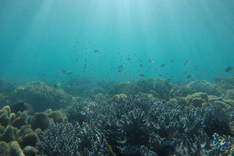 Whitehaven Beach Day Tour With Snorkel In Whitsundays Island - Attractions 3
