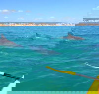 Half-Day Kayak with Dolphins and 4WD Beach Drive from Rainbow Beach - Attractions