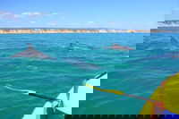 Half-Day Kayak with Dolphins and 4WD Beach Drive from Rainbow Beach