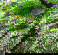 Cape Tribulation Daintree Rainforest and Wildlife Tour - Attractions