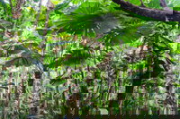 Cape Tribulation Daintree Rainforest and Wildlife Tour