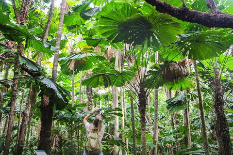 Cape Tribulation, Daintree Rainforest And Wildlife Tour - Attractions 2