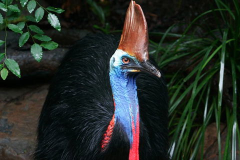 Cape Tribulation, Daintree Rainforest And Wildlife Tour - Attractions 4