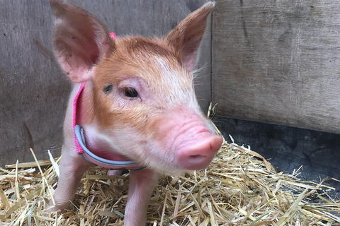 Half Day Animal Tour - Attractions 1