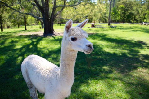 Half Day Animal Tour - Attractions 2