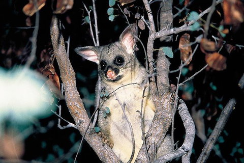 Natural Bridge Glow Worm Night Tour From Gold Coast - Attractions 4