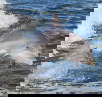 Noosa Oceanrider Scenic Dolphin Safari - Attractions