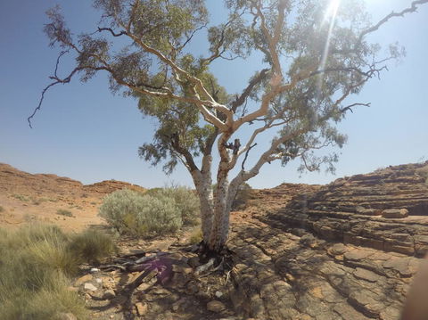 Kings Canyon Day Trip From Ayers Rock - Attractions 3