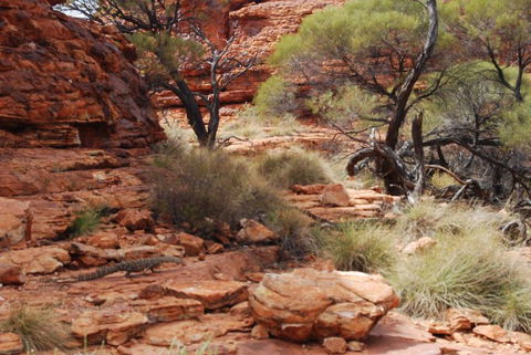 Kings Canyon Day Trip From Ayers Rock - Attractions 24
