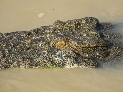 Darwin Jumping Crocodiles Cruise On Adelaide River - Attractions 4
