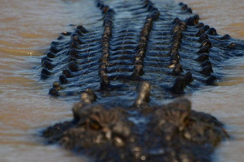 Darwin Jumping Crocodiles Cruise On Adelaide River - Attractions 1