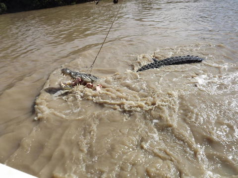 Darwin Jumping Crocodiles Cruise On Adelaide River - Attractions 8
