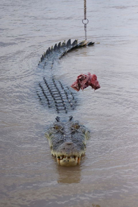 Darwin Jumping Crocodiles Cruise On Adelaide River - Attractions 7