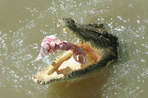 Darwin Jumping Crocodiles Cruise On Adelaide River - Attractions 0