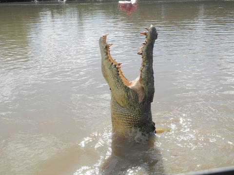 Darwin Jumping Crocodiles Cruise On Adelaide River - Attractions 5