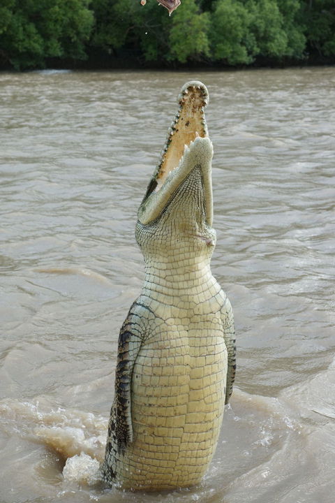 Darwin Jumping Crocodiles Cruise On Adelaide River - Attractions 6