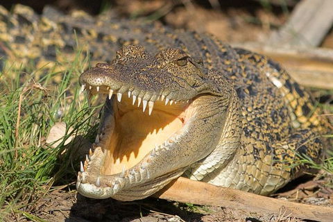 1 Day Corroboree Billabong Wetland Experience Including 2.5 Hour Cruise + Lunch - Attractions 1