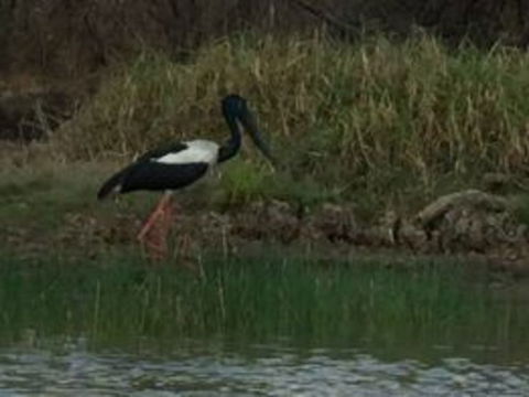 1 Day Corroboree Billabong Wetland Experience Including 2.5 Hour Cruise + Lunch - Attractions 3