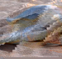 Turtle Tracks Tour to Bare Sand Island from Darwin - Attractions
