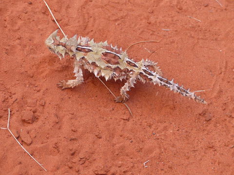 Alice Springs Highlights Half-Day Tour - Attractions 5