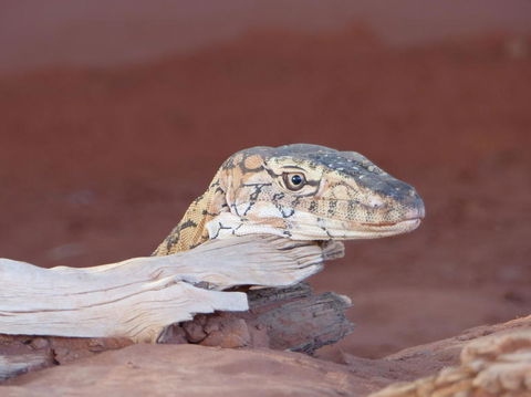 Alice Springs Highlights Half-Day Tour - Attractions 6