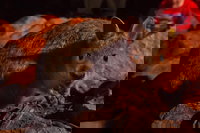 Alice Springs Desert Park Nocturnal Tour